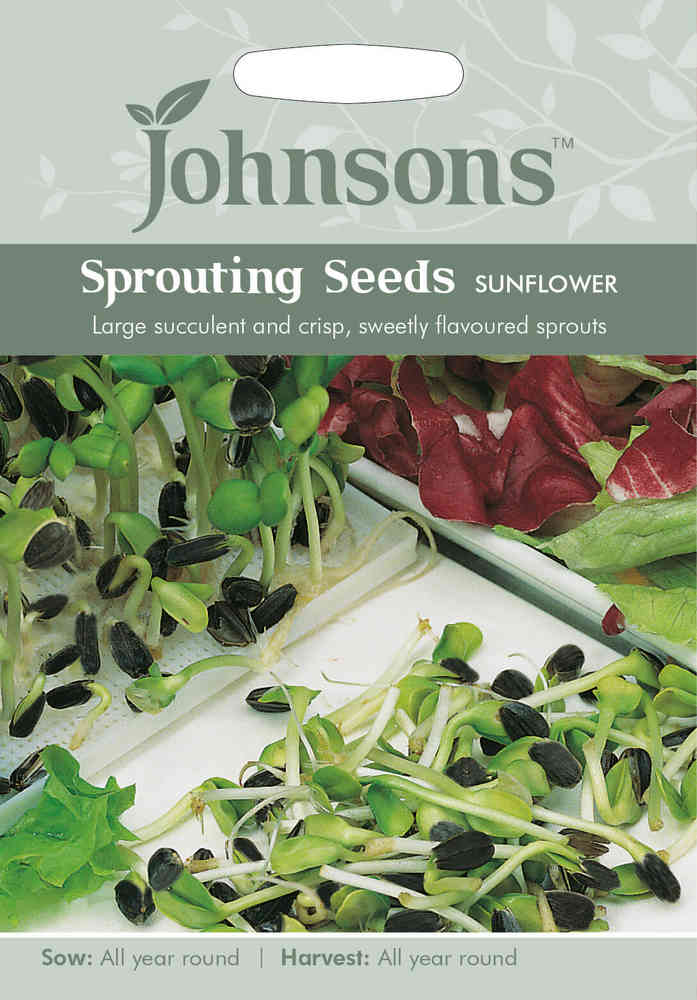 Solros 'Black Seeded'
