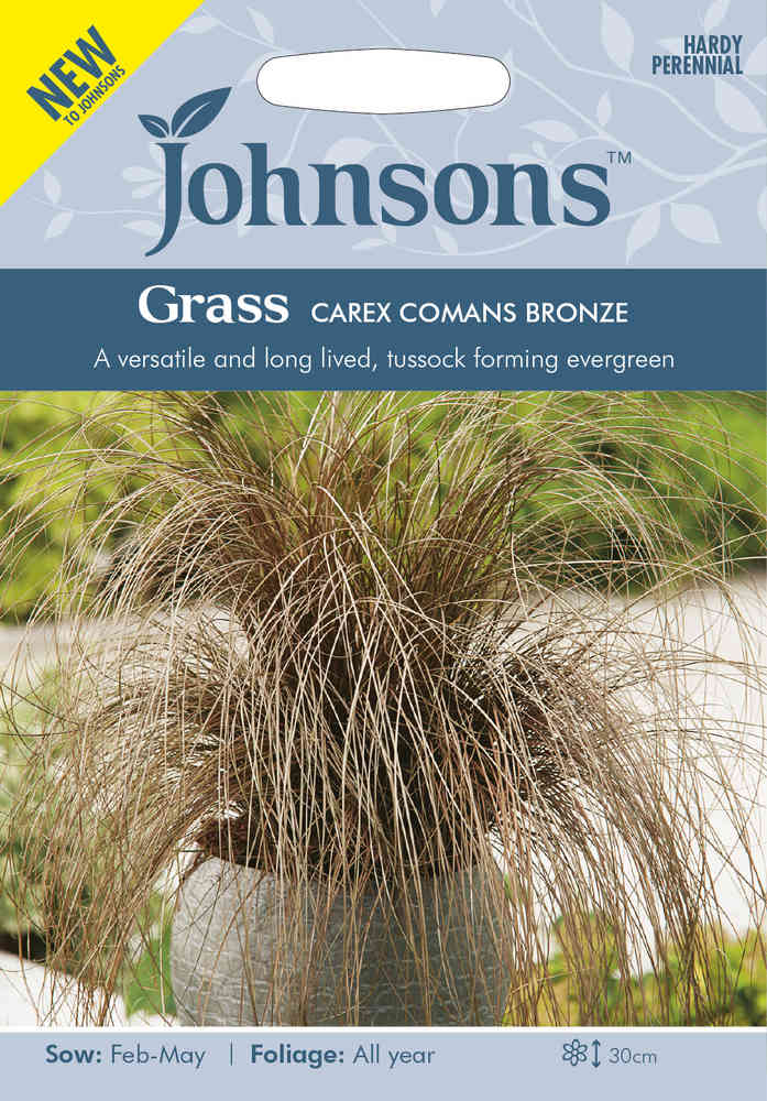 Bronsstarr 'Comans Bronze'