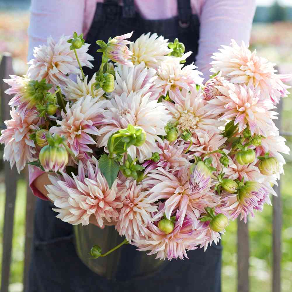 Kaktusdahlia 'Café de Paris' 3 st
