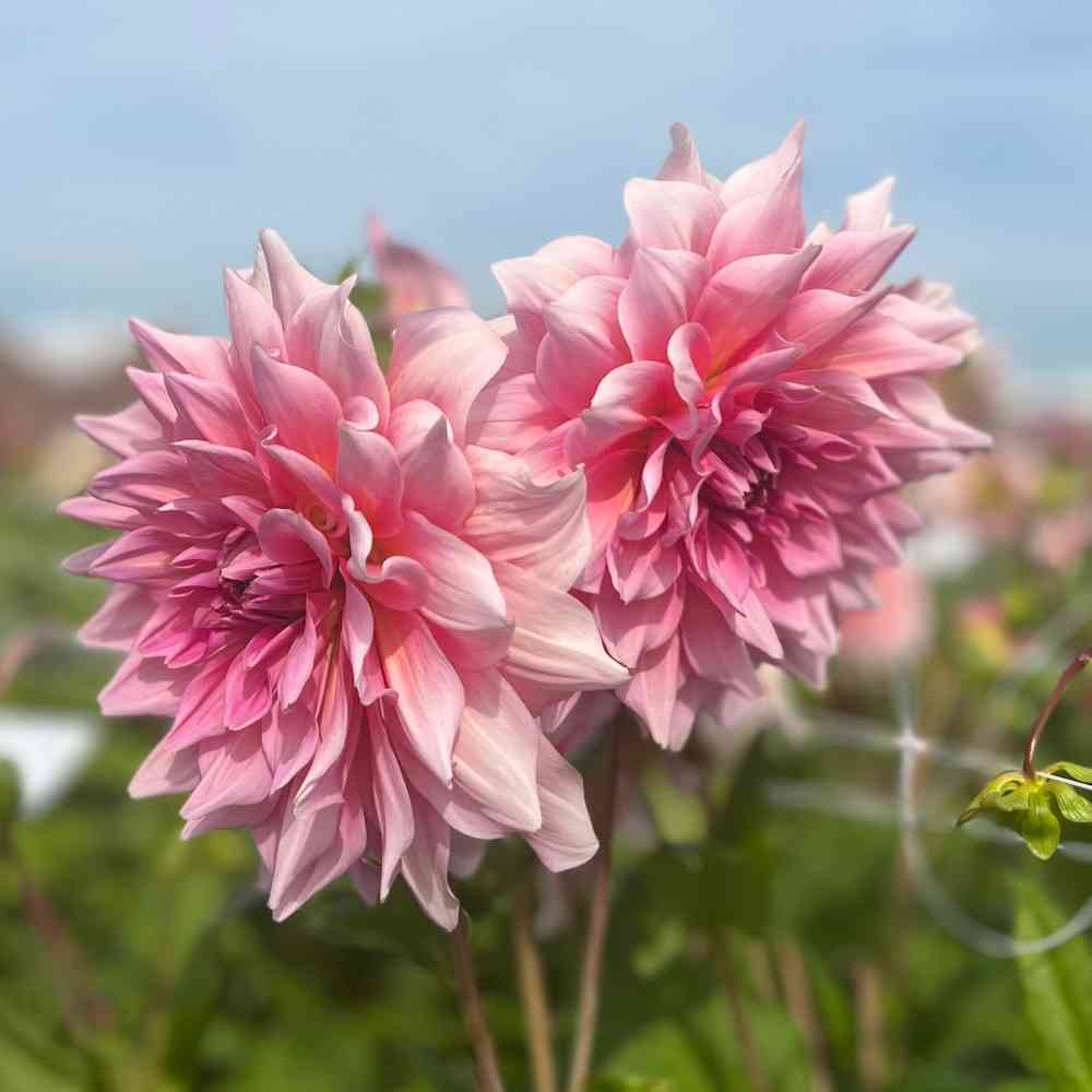 Dekorativdahlia 'Otto's Thrill'