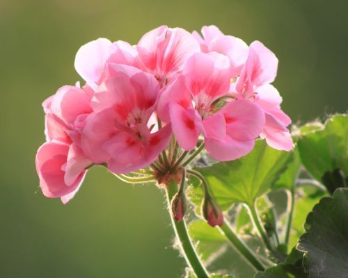 Pelargonin siemenet