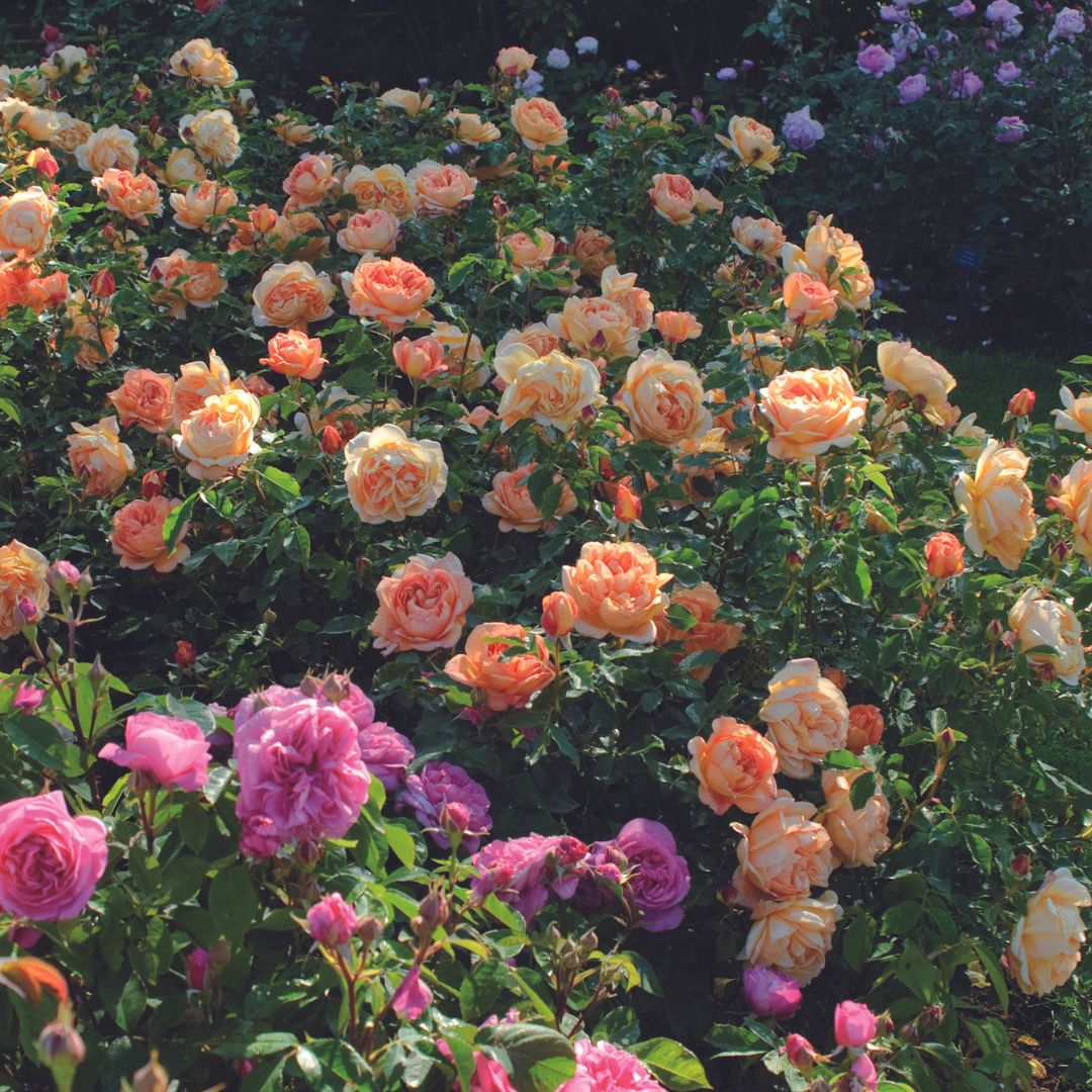 David Austin -ros 'Lady of Shalott' (Ausnyson)