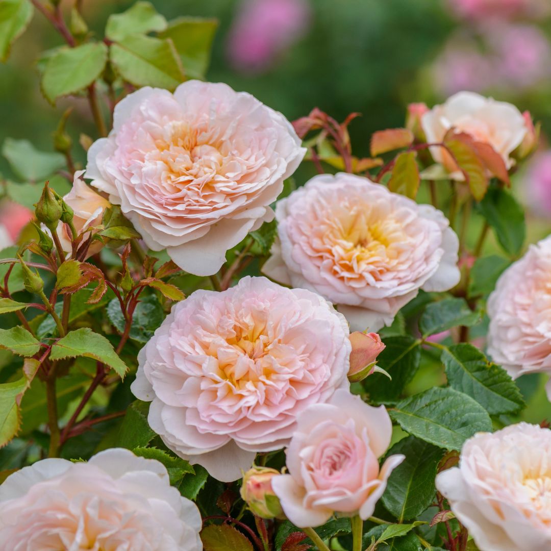 David Austin -ros 'Emily Brontë' (Ausearnshaw)