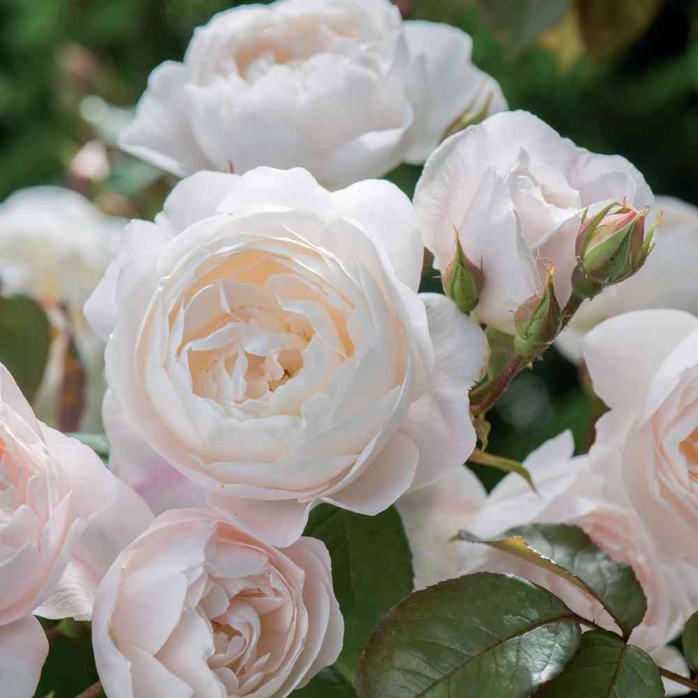 David Austin -ros 'Desdemona' (Auskindling)