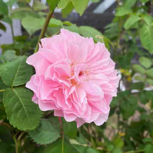 Klätterros 'Rose de Tolbiac'