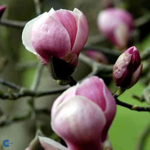 Loistomagnolia 'Rustica Rubra'