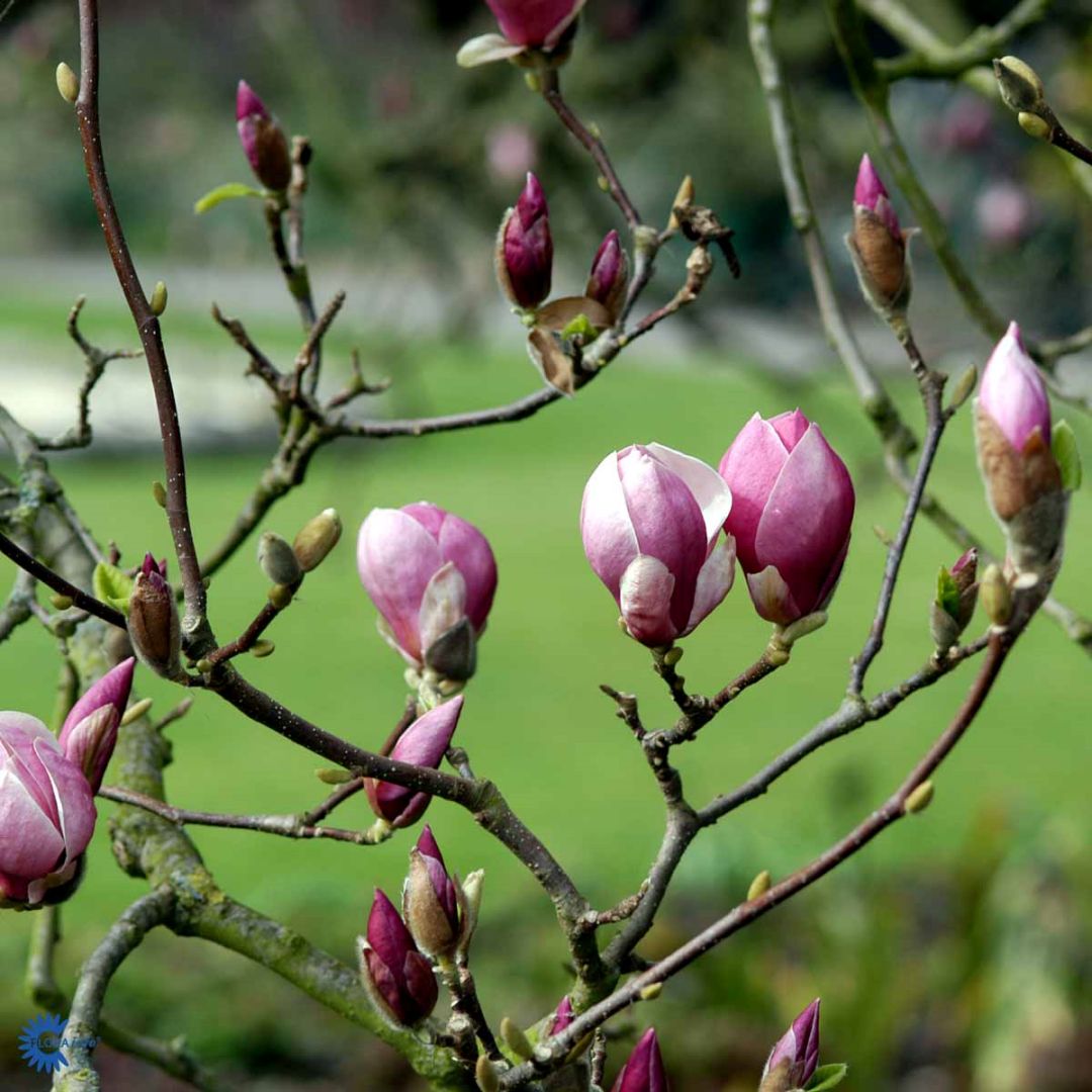 Praktmagnolia 'Rustica Rubra'
