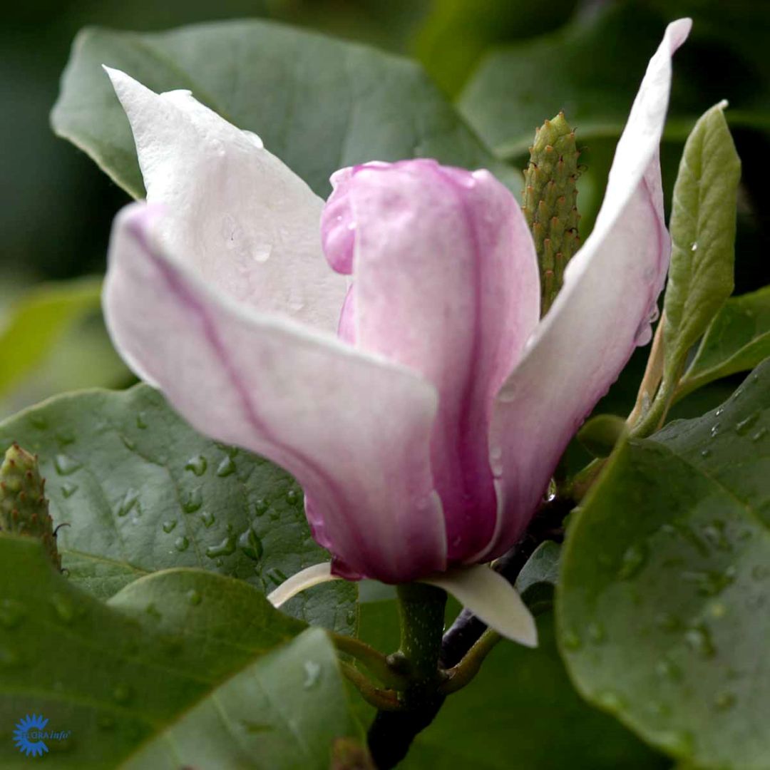 Praktmagnolia 'Rustica Rubra'