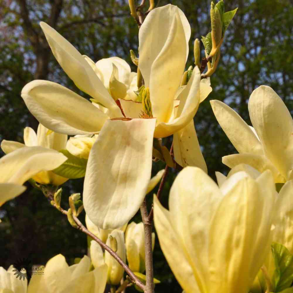Yulanmagnolia 'Yellow River'