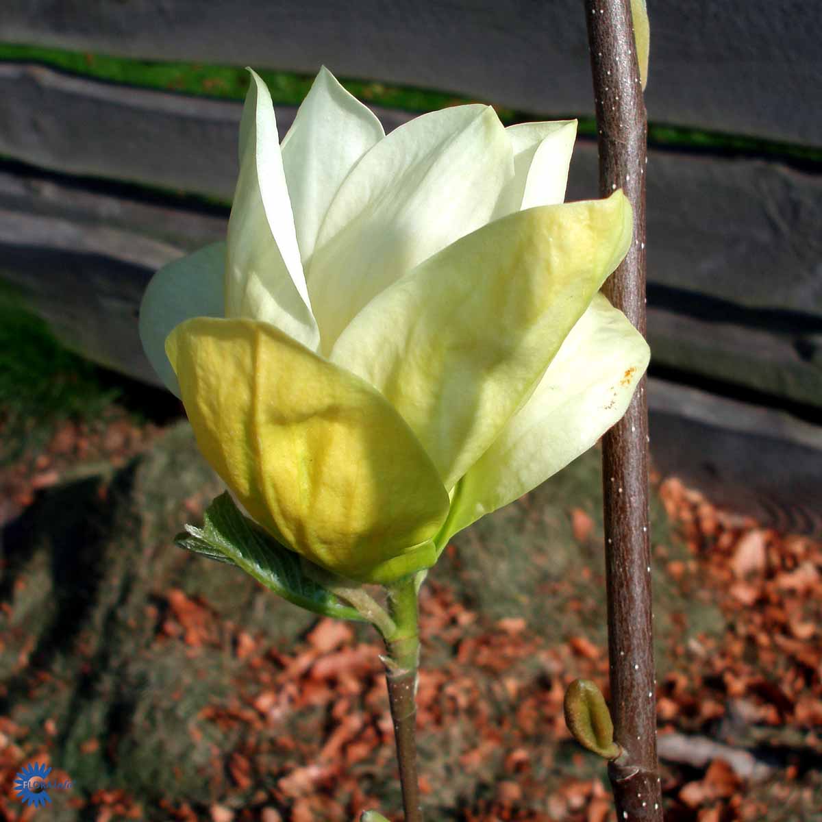 Yulanmagnolia 'Yellow River'