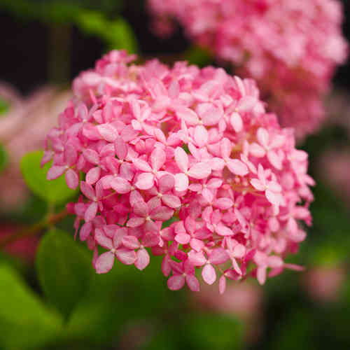 Pallohortensia 'Pink Annabelle'