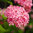 Pallohortensia 'Pink Annabelle'