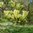 Brooklynmagnolia 'Butterflies'