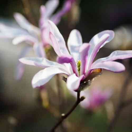 Hybridmagnolia  'Leonard Messel' 60-80 cm