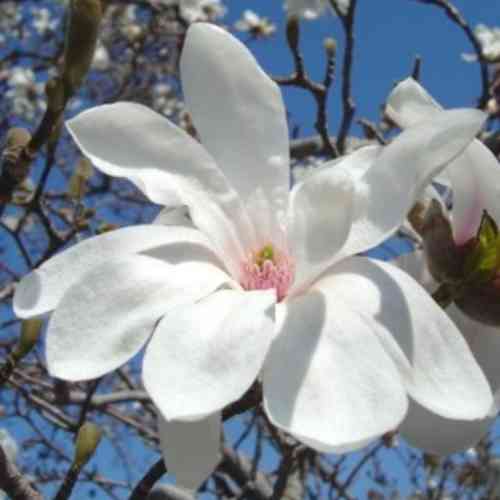 Hybridmagnolia 'Merrill'