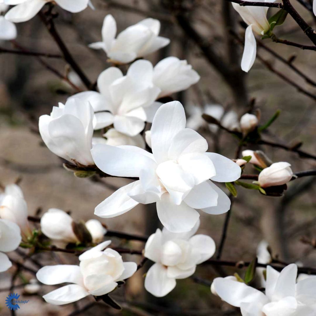 Hybridmagnolia 'Merrill'