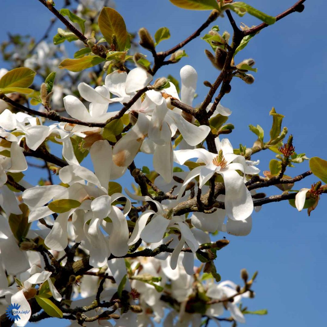 Hybridmagnolia 'Merrill'
