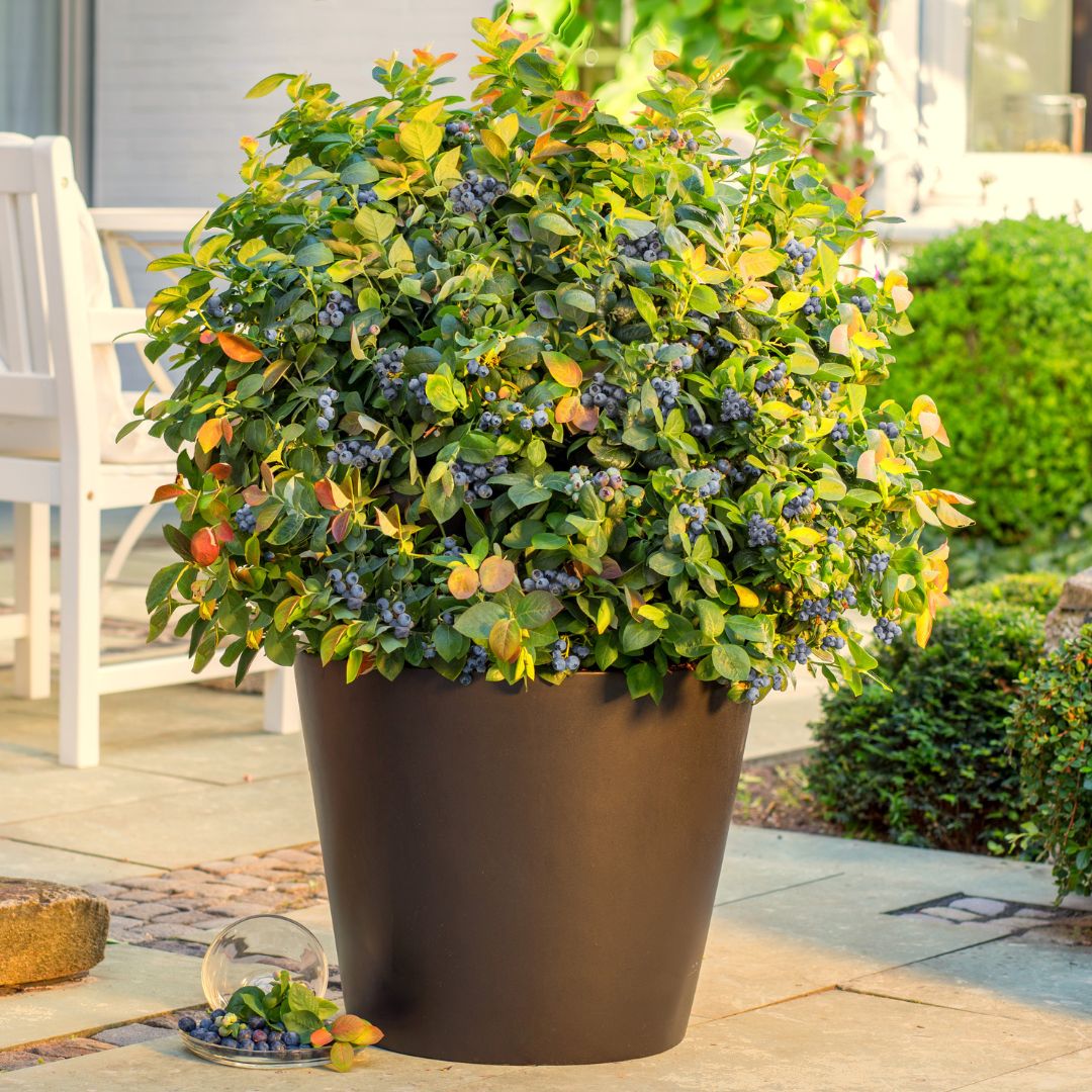 Pensasmustikka BrazelBerry ® 'Peach Sorbet'