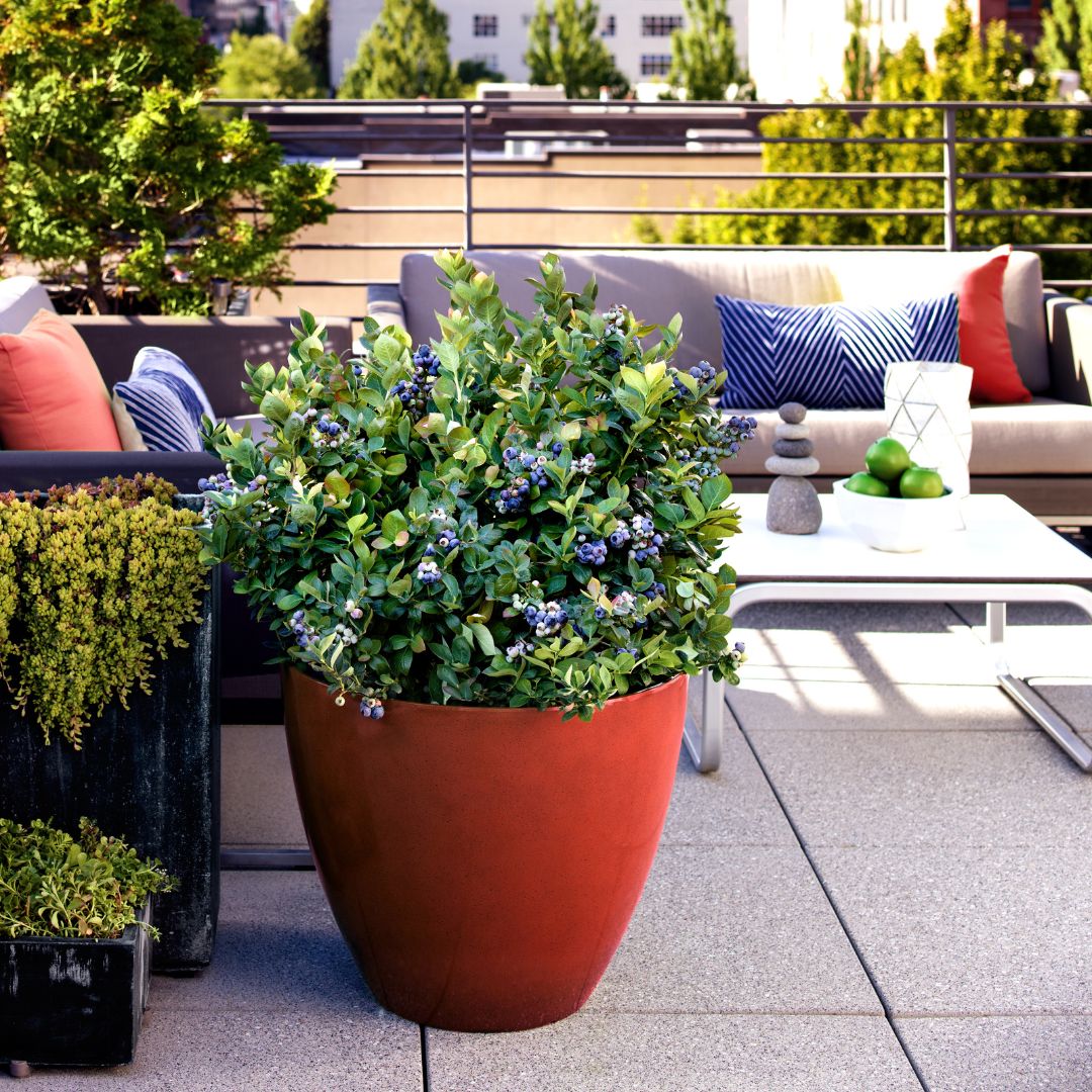 Pensasmustikka BrazelBerry ® 'Peach Sorbet'