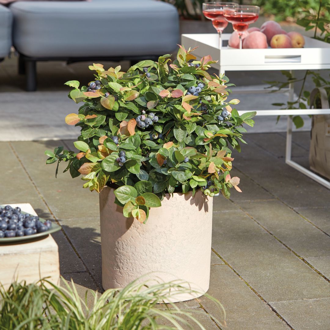 Pensasmustikka BrazelBerry ® 'Peach Sorbet'