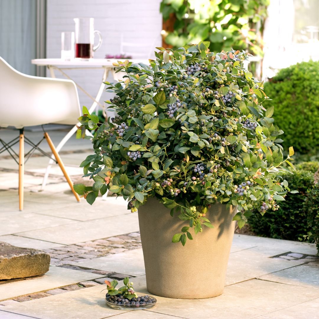 Pensasmustikka BrazelBerry ® 'Peach Sorbet'
