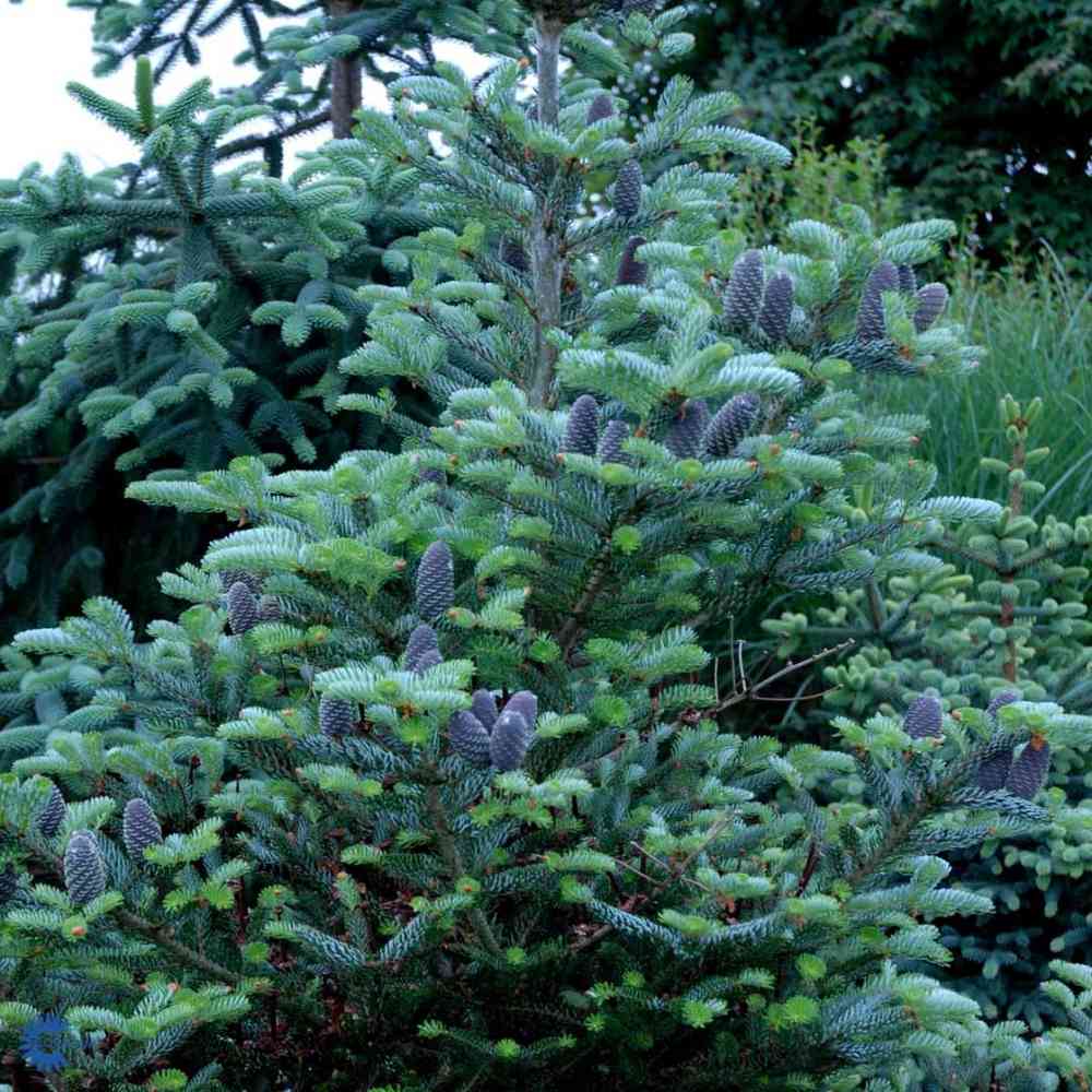 Abies koreana 