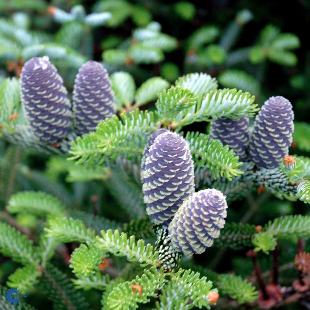 Abies koreana 