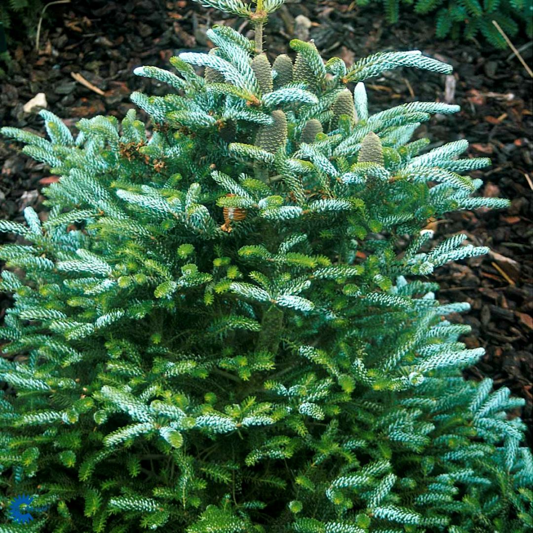 Abies koreana 