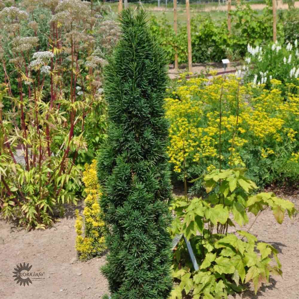 Taxus baccata