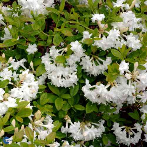 Puistoatsalea 'Whitethroat'