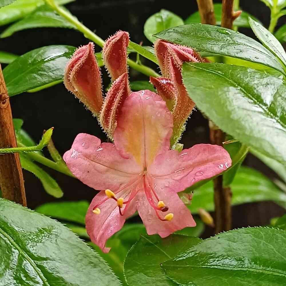 Tuoksuatsalea 'Pink and Sweet'