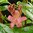 Tuoksuatsalea 'Pink and Sweet'