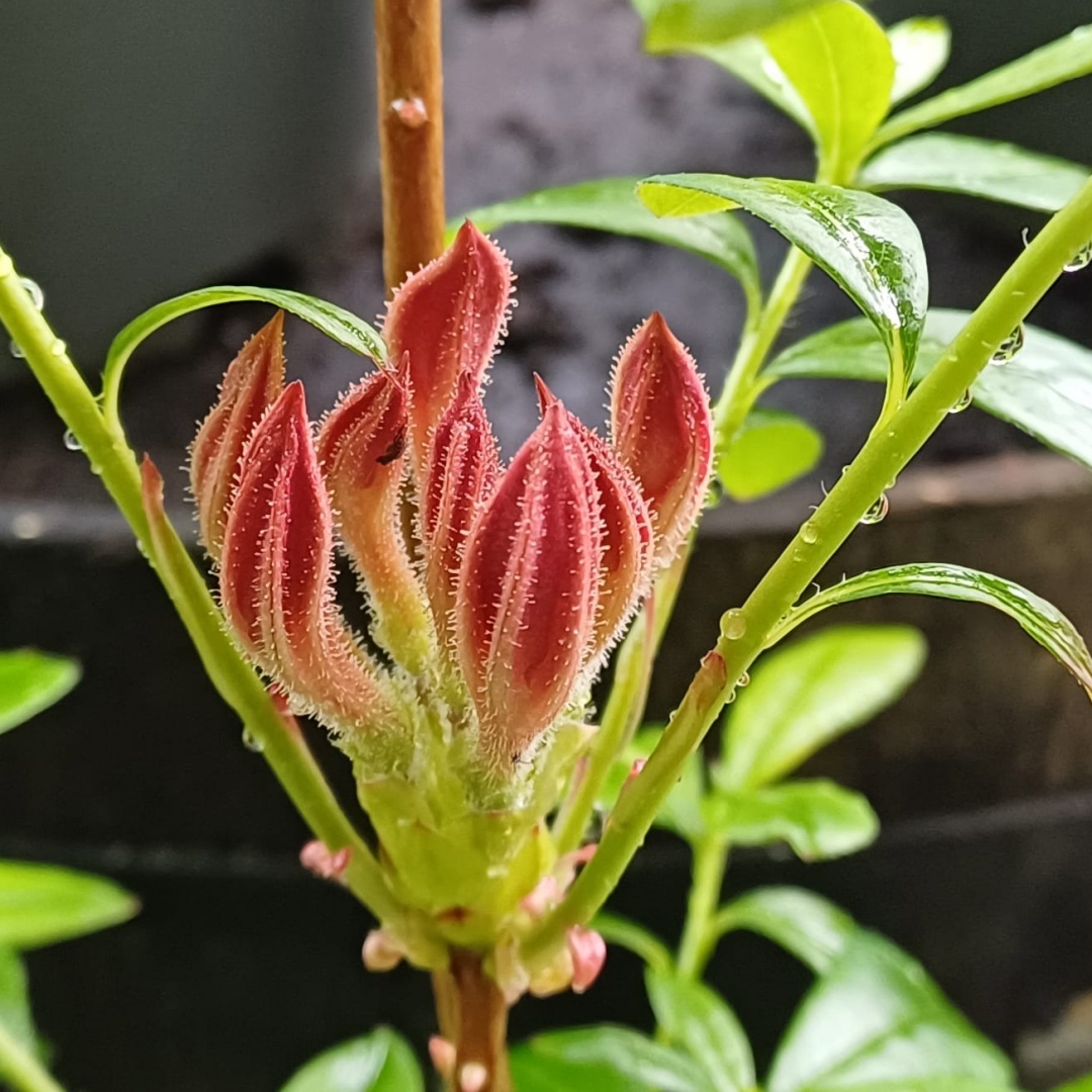 Tuoksuatsalea 'Pink and Sweet'
