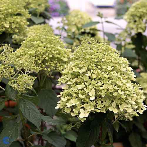 Hydrangea paniculata