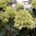 Hydrangea paniculata 'Limelight'