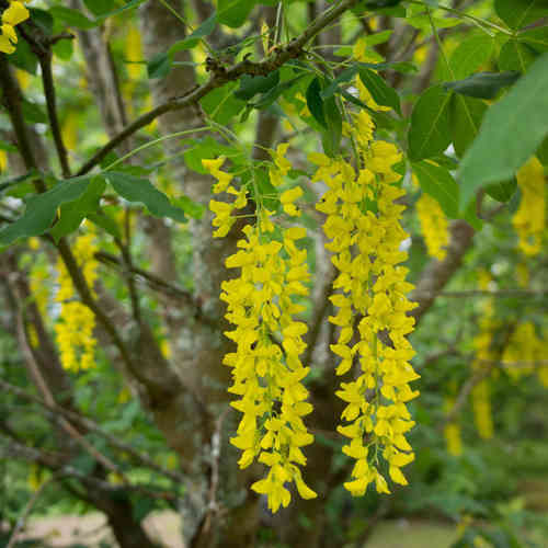 Laburnum alpinum