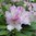 Rhododendron Caucasicum-ryhmä