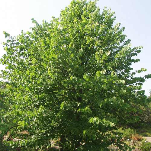 Tilia x vulgaris 'Siivonen'