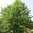 Tilia x vulgaris 'Siivonen'