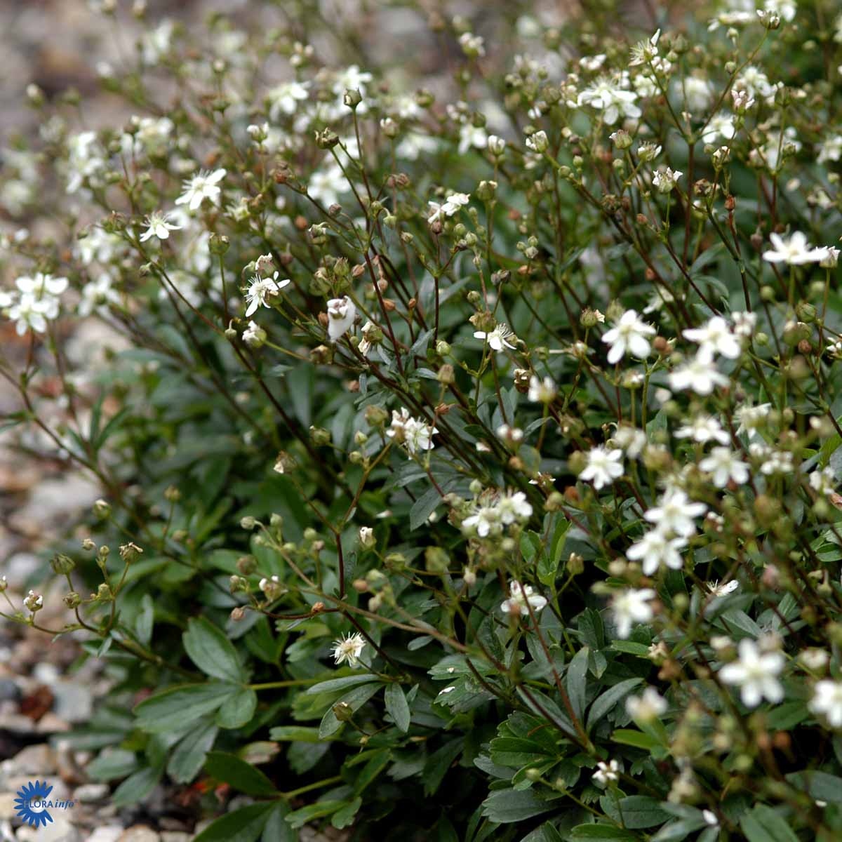 Grönlanninhanhikki 'Nuuk'