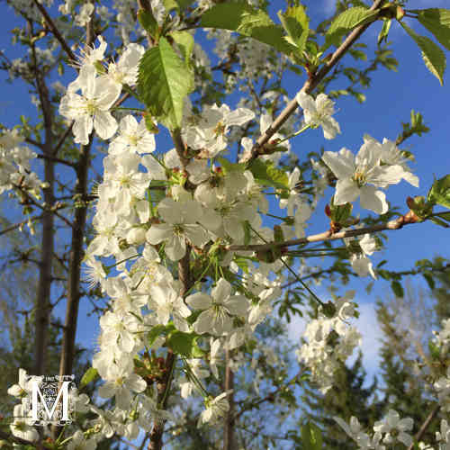 Prunus cerasus 'Chokoladnaja'