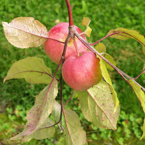 Malus domestica 'Punakaneli'