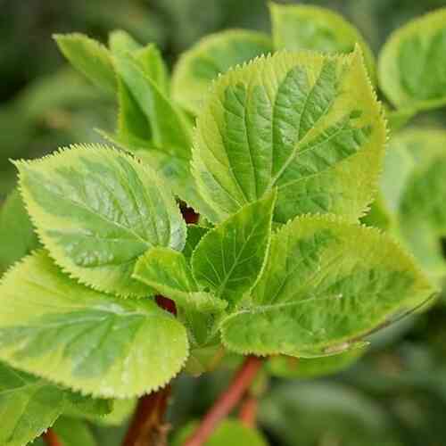Klätterhortensia 'Miranda'