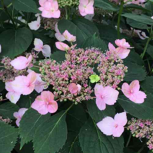 Safiirihortensia 'Magic Pillow'