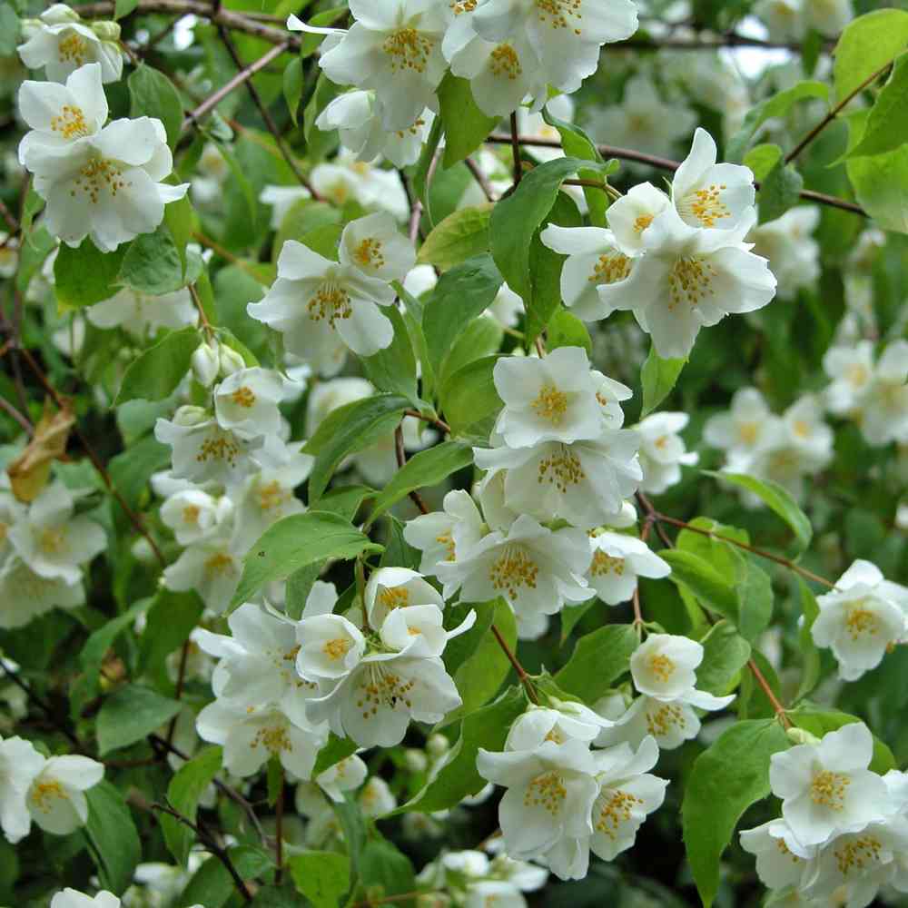 Kameliajasmike 'Natchez'