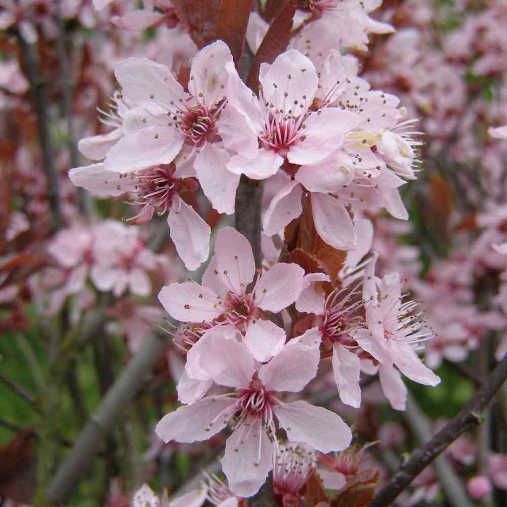Körsbärsblommon 'Nigra'