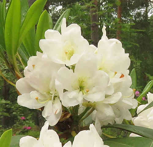 Alppiruusu 'Lumotar'