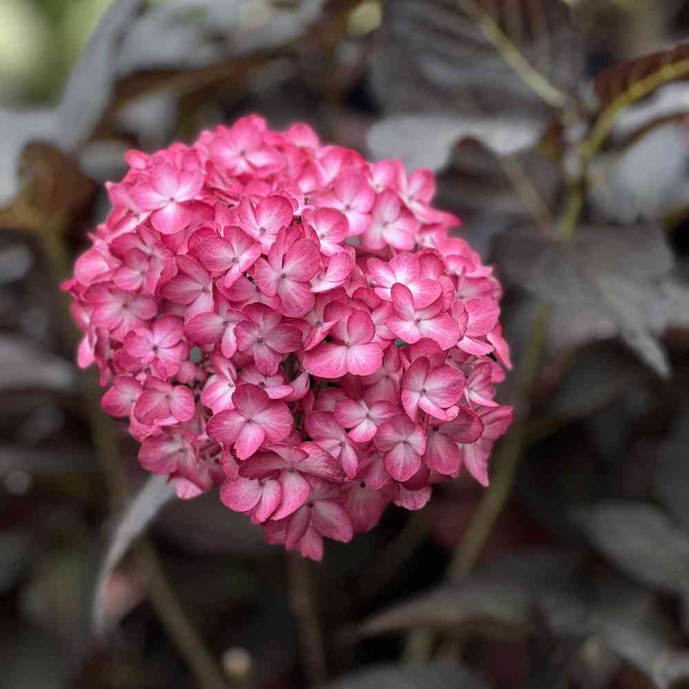 Hortensia 'Eclipse'
