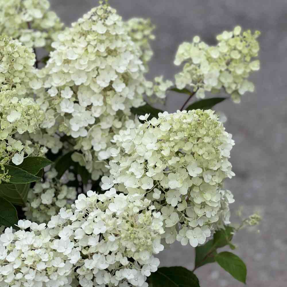 Syyshortensia 'Living Little Blossom'