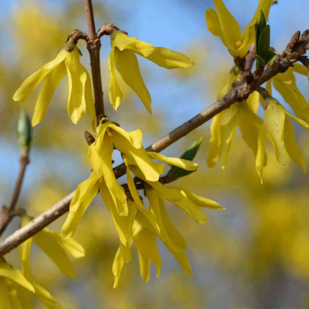 Rungollinen jalo-onnenpensas 'Northern Gold'